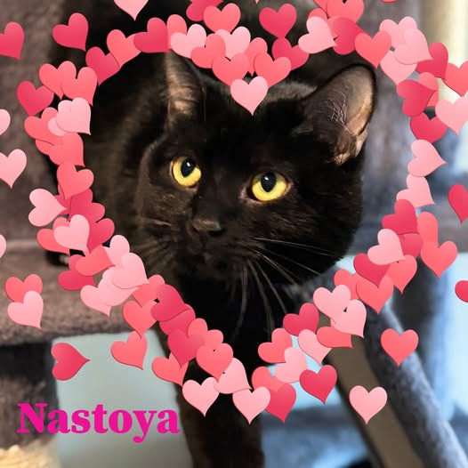 Nastoya!