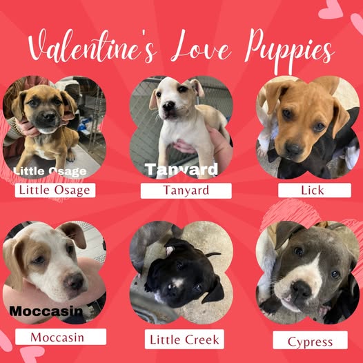 Valentine Puppies!