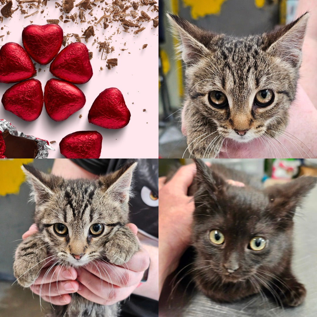 Valentine Kittens!