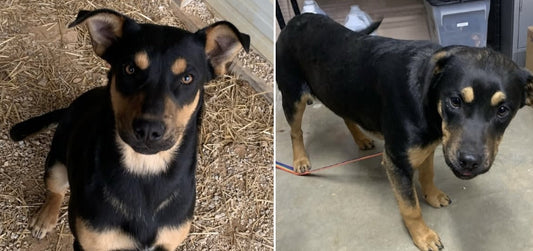 Peroni and Barleywine!