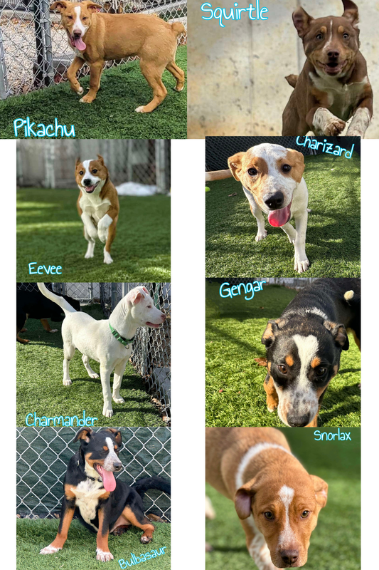 GOTTA CATCH 'EM ALL!