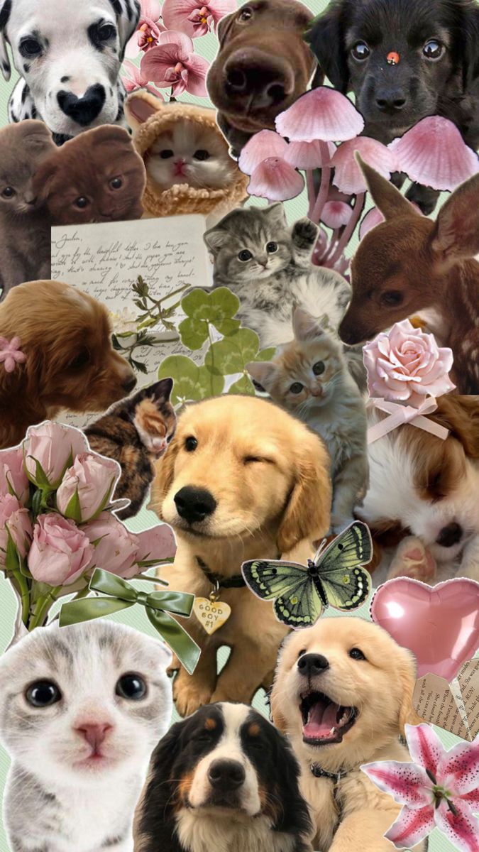 Pet Lover's Delight Box